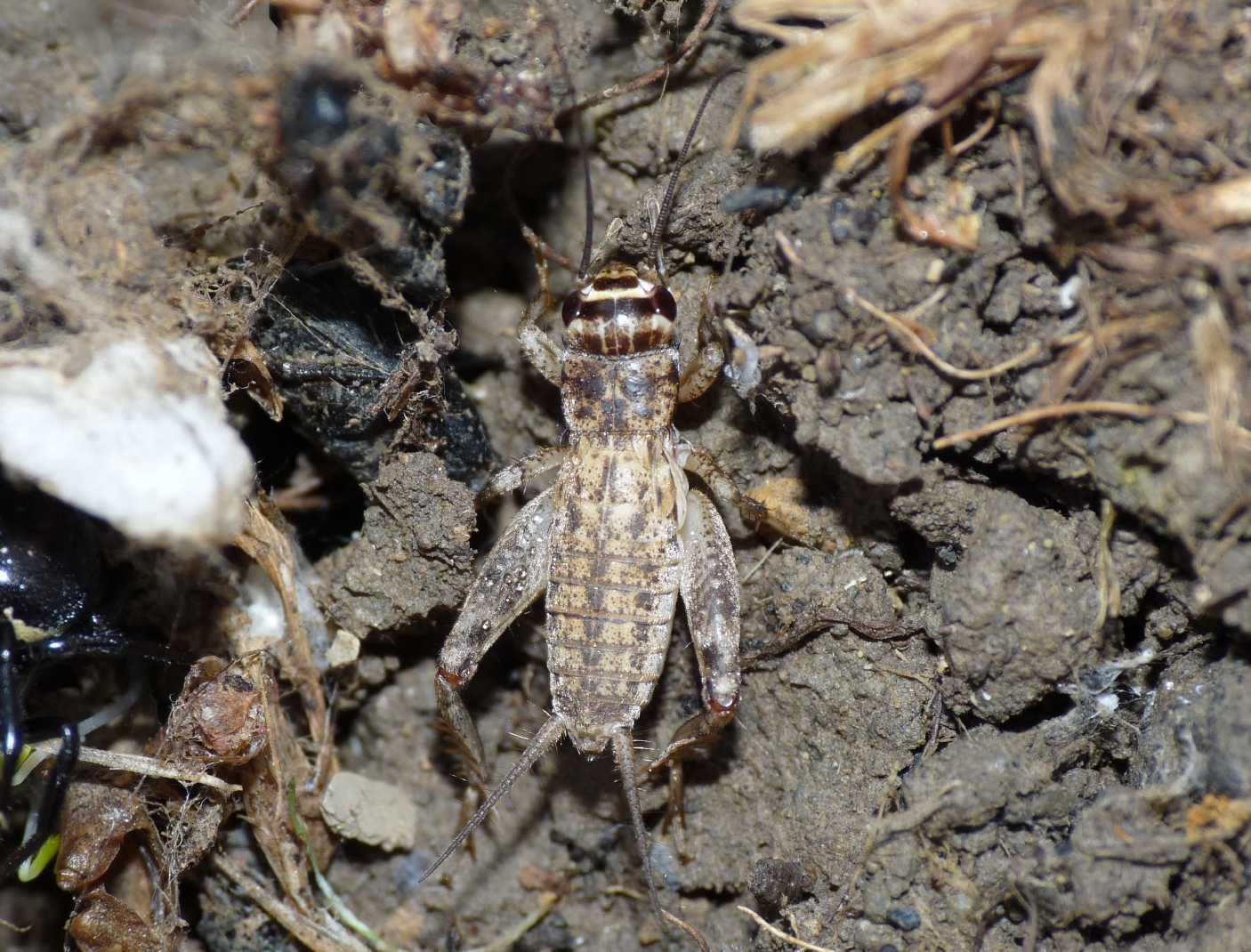 Due ninfe di Eumodicogryllus bordigalensis